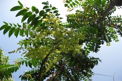 Ailanthus triphysa